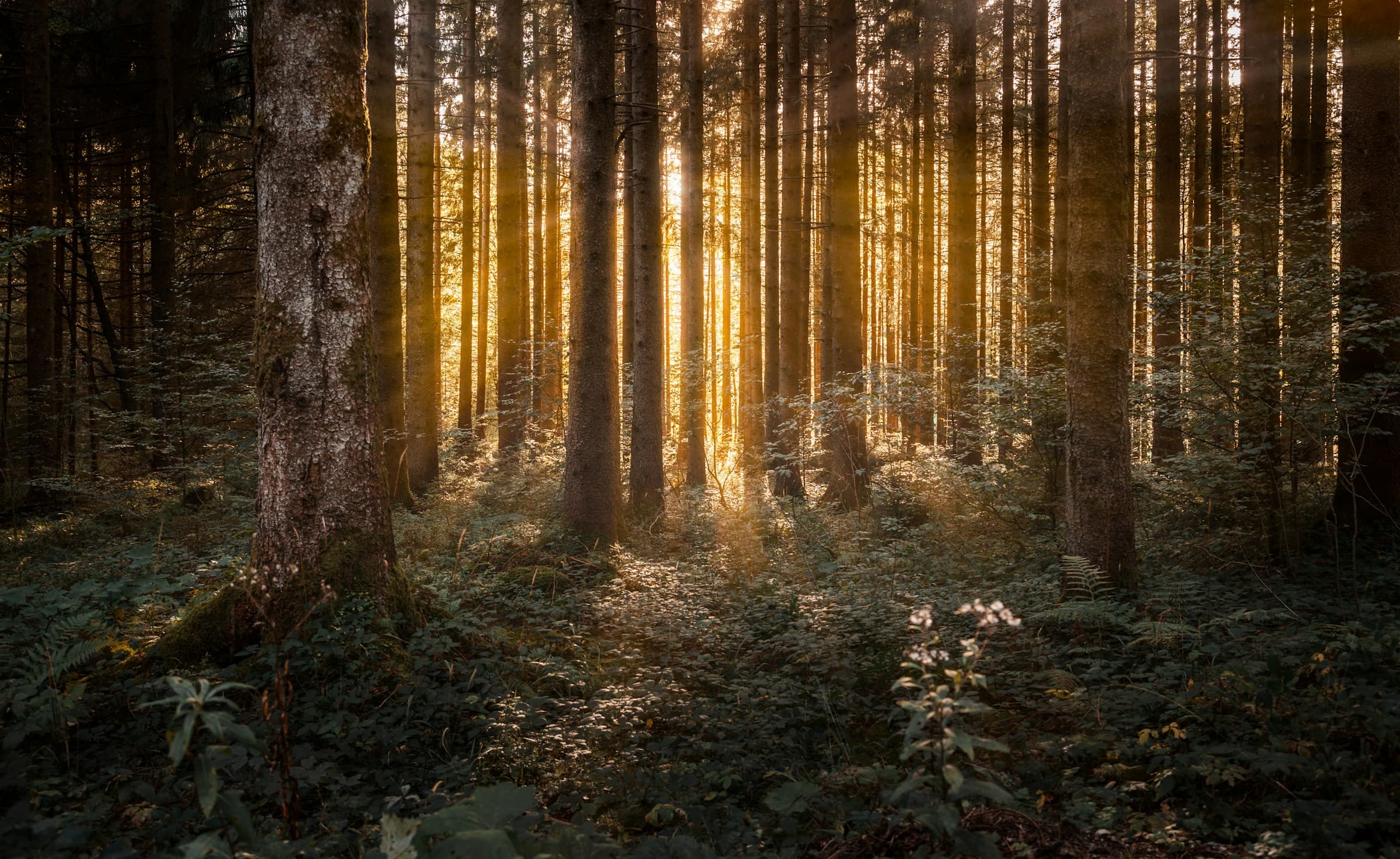 Forêt enchantée baignée de lumière dorée